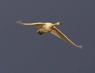 Kleine Zwaan - Bewick's Swan