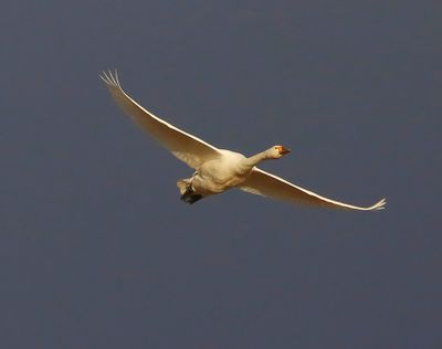 Kleine Zwaan - Bewick's Swan