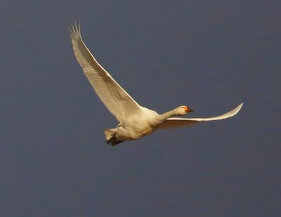 Kleine Zwaan - Bewick's Swan