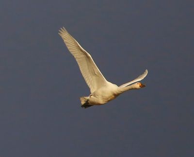Kleine Zwaan - Bewick's Swan