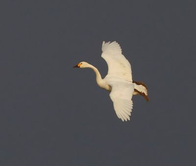 Kleine Zwaan - Bewick's Swan