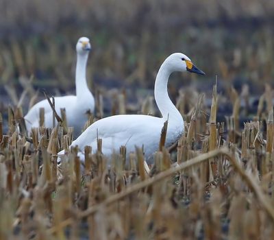 Kleine Zwaan - Bewick's Swan