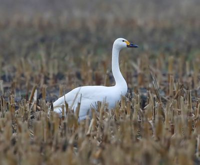 Kleine Zwaan - Bewick's Swan