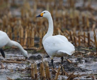 Kleine Zwaan - Bewick's Swan