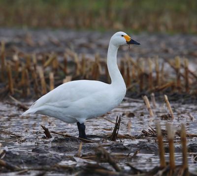 Kleine Zwaan - Bewick's Swan