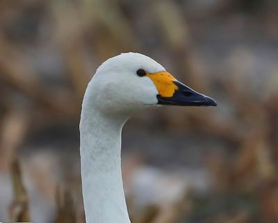 Kleine Zwaan - Bewick's Swan