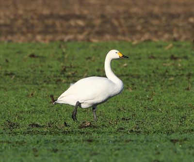 Kleine Zwaan - Bewick's Swan