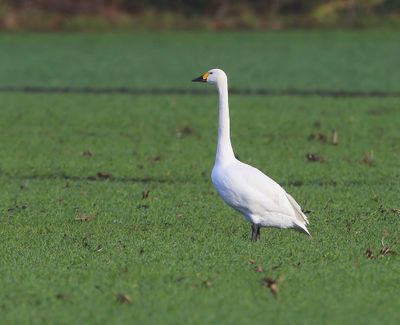 Kleine Zwaan - Bewick's Swan