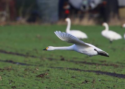 Kleine Zwaan - Bewick's Swan