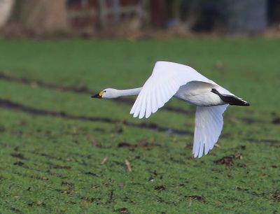 Kleine Zwaan - Bewick's Swan