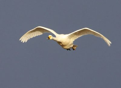 Kleine Zwaan - Bewick's Swan
