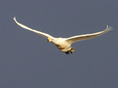 Kleine Zwaan - Bewick's Swan