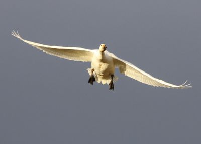Kleine Zwaan - Bewick's Swan