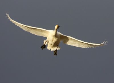 Kleine Zwaan - Bewick's Swan