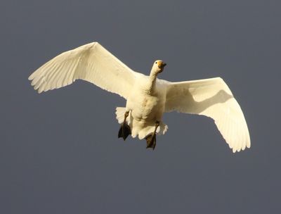 Kleine Zwaan - Bewick's Swan