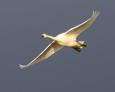 Kleine Zwaan - Bewick's Swan