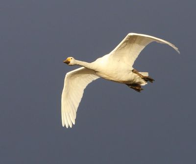 Kleine Zwaan - Bewick's Swan