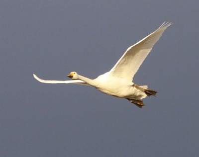 Kleine Zwaan - Bewick's Swan
