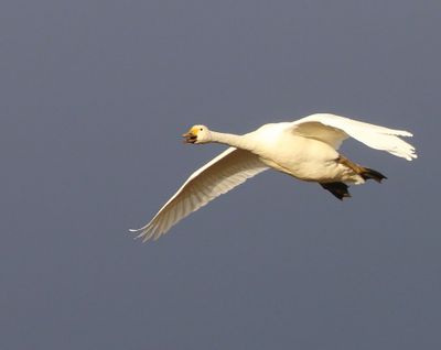 Kleine Zwaan - Bewick's Swan
