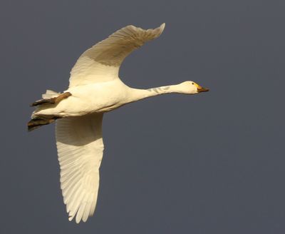 Kleine Zwaan - Bewick's Swan