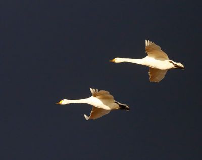 Kleine Zwanen - Bewick's Swans