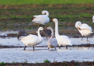 Kleine Zwanen - Bewick's Swans