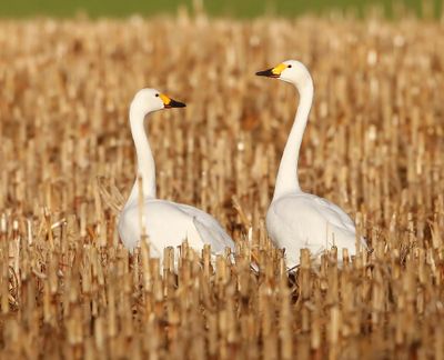 Kleine Zwanen - Bewick's Swans