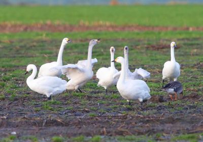 Kleine Zwanen - Bewick's Swans