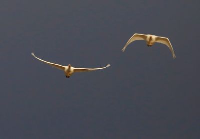 Kleine Zwanen - Bewick's Swans