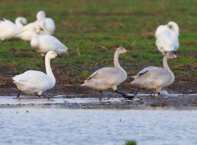 Kleine Zwanen - Bewick's Swans
