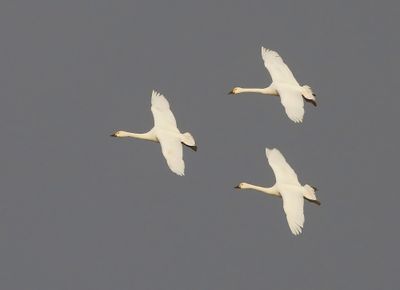 Kleine Zwanen - Bewick's Swans