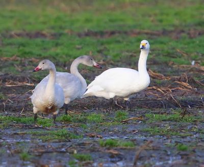 Kleine Zwanen - Bewick's Swans