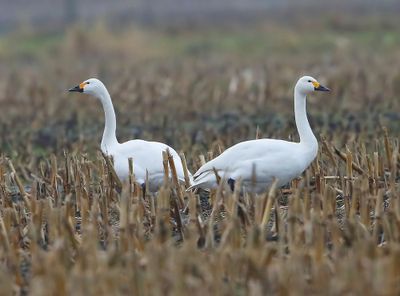 Kleine Zwanen - Bewick's Swans
