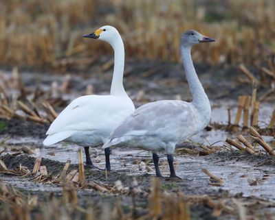 Kleine Zwanen - Bewick's Swans