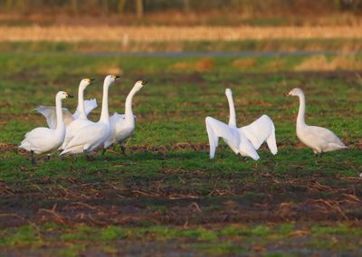 Kleine Zwanen - Bewick's Swans
