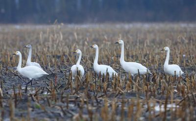 Kleine Zwanen - Bewick's Swans