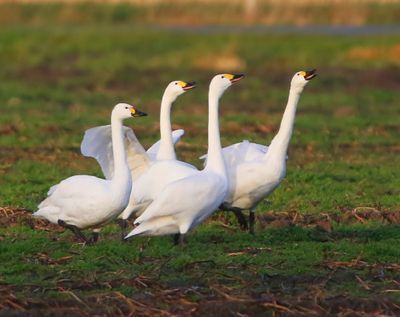 Kleine Zwanen - Bewick's Swans