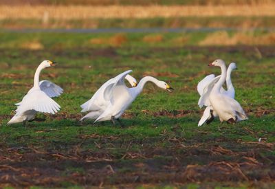 Kleine Zwanen - Bewick's Swans