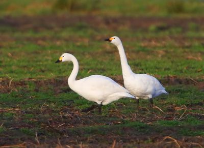 Kleine Zwanen - Bewick's Swans
