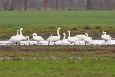 Kleine Zwanen - Bewick's Swans
