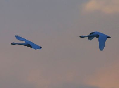 Kleine Zwanen - Bewick's Swans