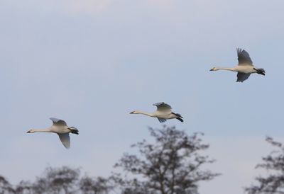 Kleine Zwanen - Bewick's Swans