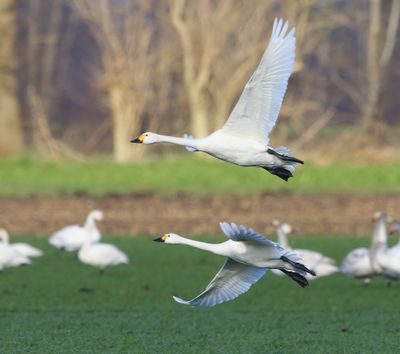 Kleine Zwanen - Bewick's Swans
