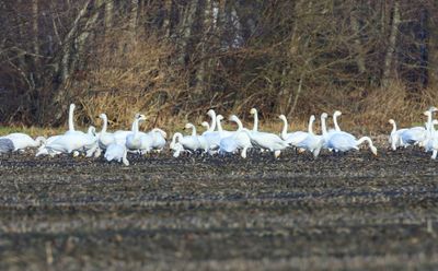 Kleine Zwanen - Bewick's Swans