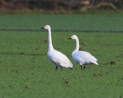 Kleine Zwanen - Bewick's Swans