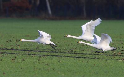 Kleine Zwanen - Bewick's Swans