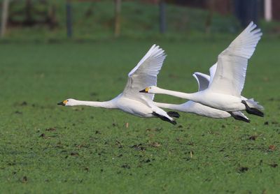 Kleine Zwanen - Bewick's Swans