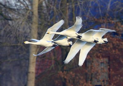 Kleine Zwanen - Bewick's Swans
