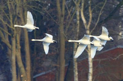 Kleine Zwanen - Bewick's Swans