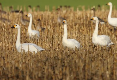 Kleine Zwanen - Bewick's Swans